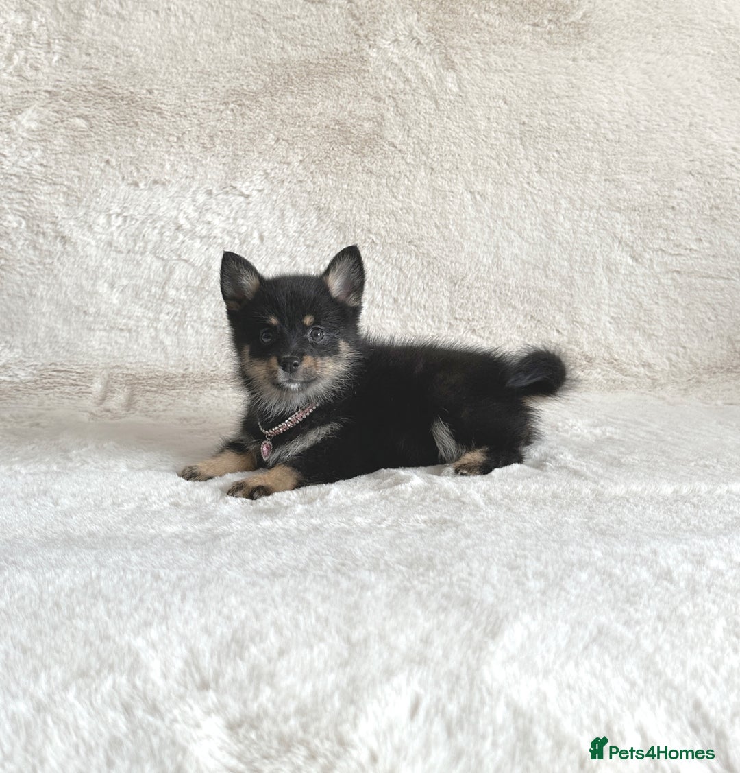 Pomsky dogs for sale: Adorable small f3 Pomsky puppies for sale  - Image 13