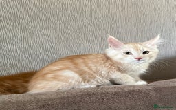 Maine Coon cats for sale: Ready now Maine Coon large Boys GCCF - Image 4