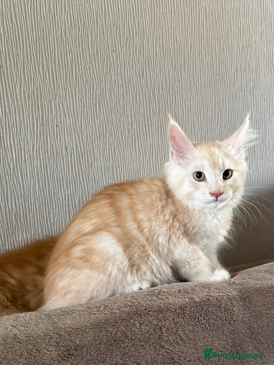 Maine Coon cats for sale: Ready now Maine Coon large Boys GCCF - Image 4
