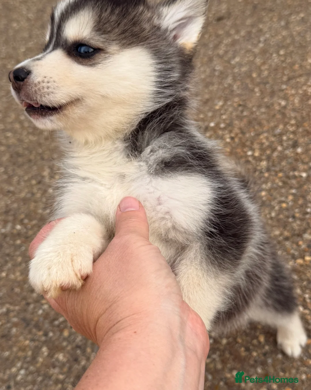 Pomsky dogs for sale: Last boy he had found his forever home please read - Advert 22