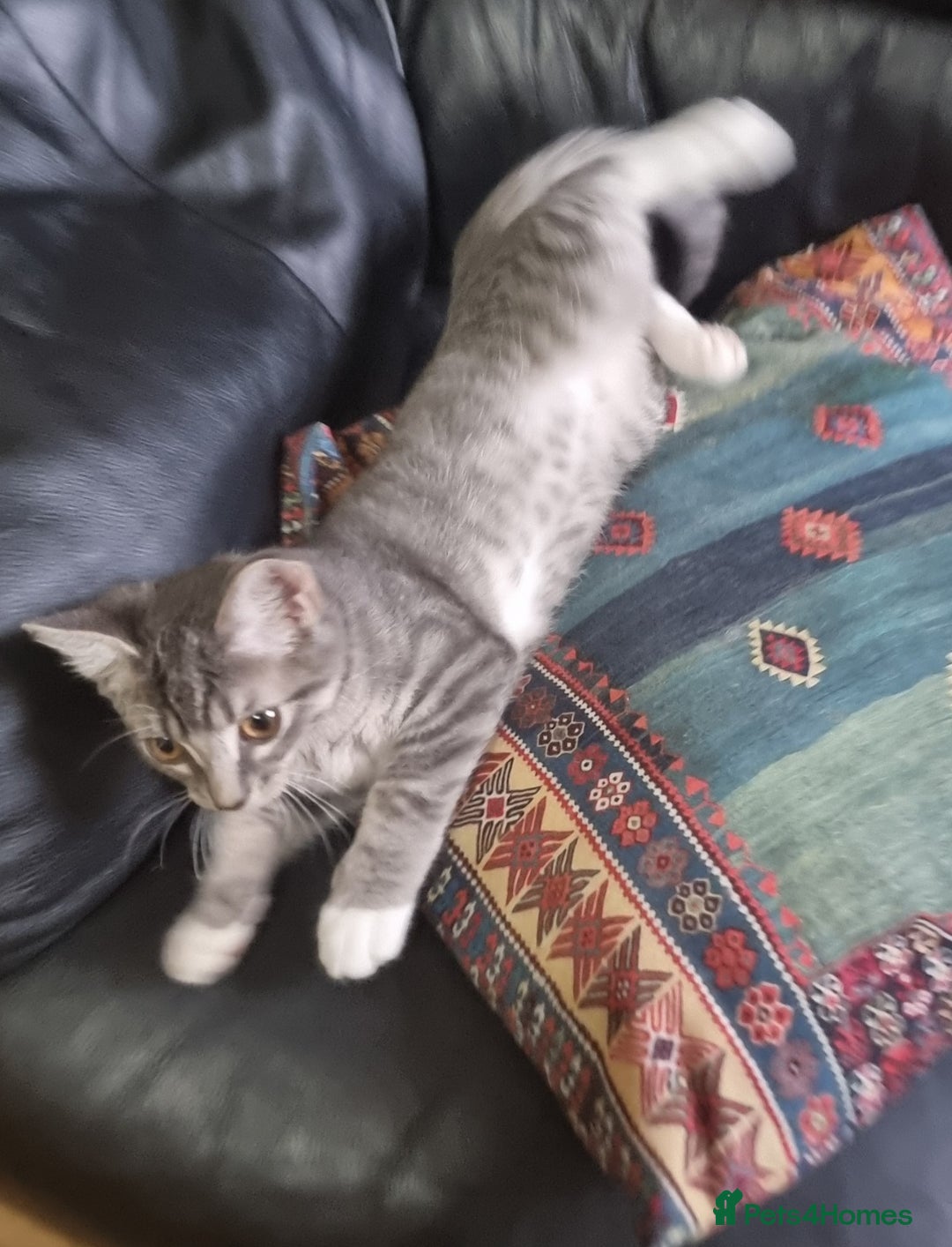 Sphynx cats for sale: Grey/Lilac/Blue half Sphynx, tabby Kittens - Image 4