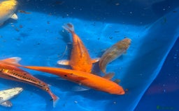Koi Carp fish for sale: Various koi carp - Image 3
