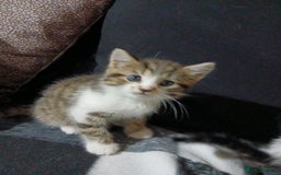Mixed Breed cats for sale: Beautiful hand reared kittens  - Image 8