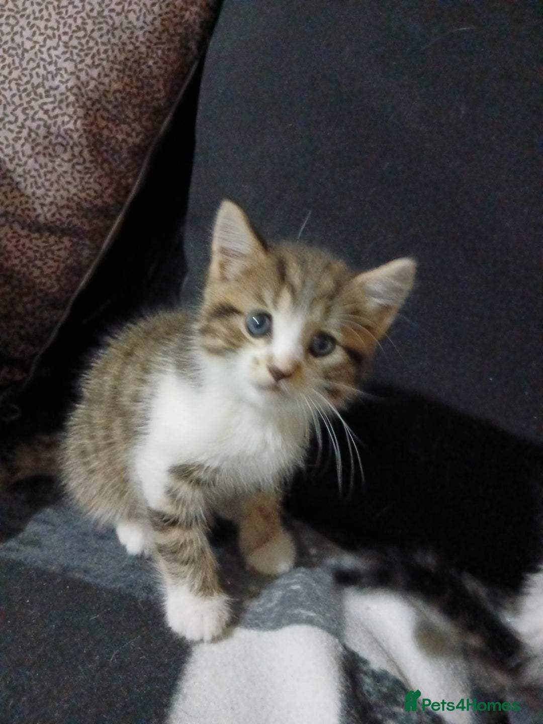 Mixed Breed cats for sale: Beautiful hand reared kittens  - Image 8