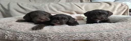Cockapoo dogs for sale: F1 Chocolate Cockapoos. DNA Health Tested - Advert 10