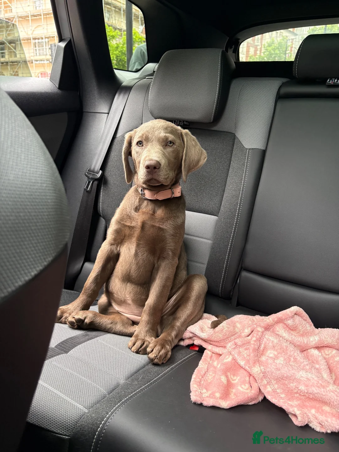 Labrador Retriever dogs for sale: Labrador 5 months in Abingdon - Advert 2