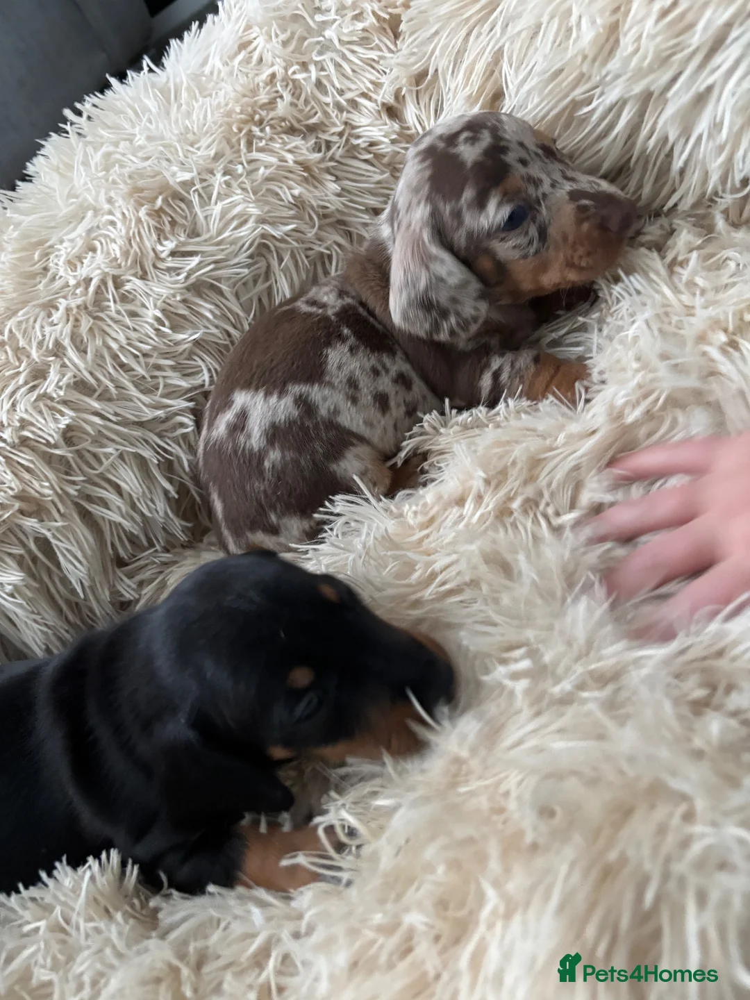 Dachshund dogs for sale: Miniature dachshund  - Advert 1