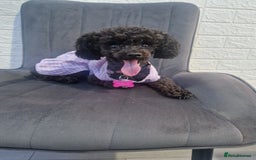 Chipoo dogs for sale: Princess Nelly  - Advert 6