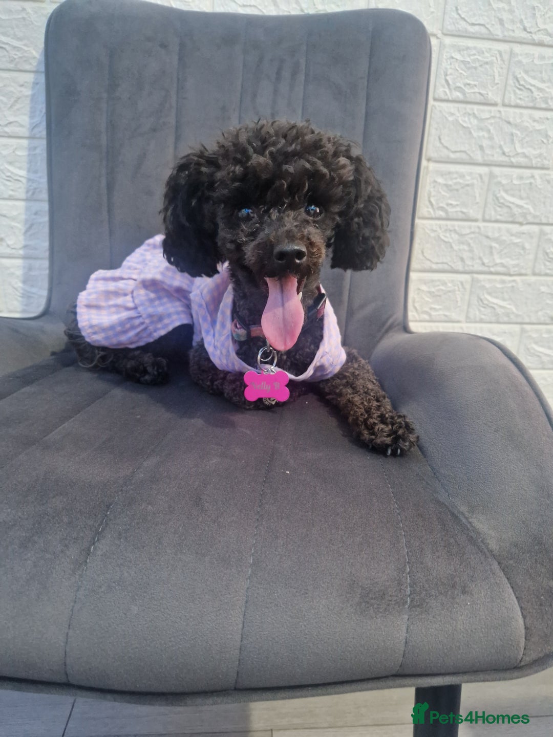 Chipoo dogs for sale: Princess Nelly  - Advert 6