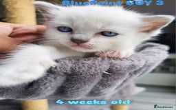 Ragdoll cats for sale: Beautiful Chunky Pure Breed Ragdoll kittens - Image 8