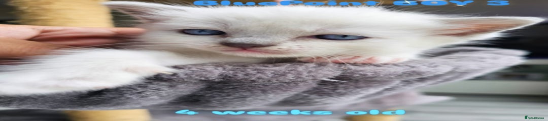 BluePoint BOY 3
