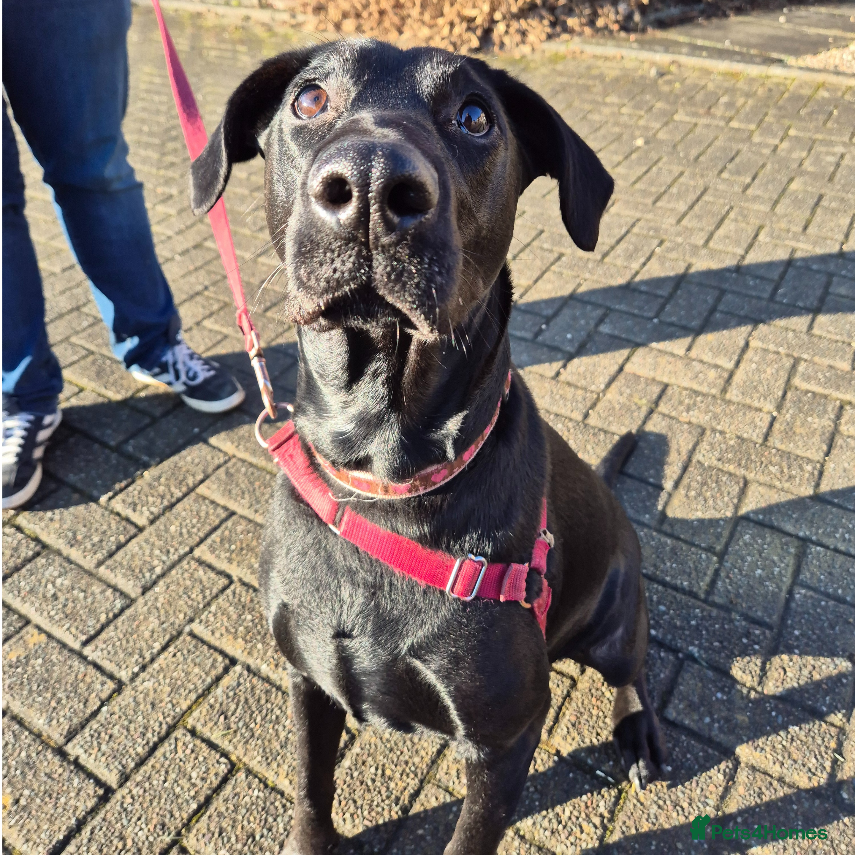 Mixed Breed dogs Nibby has energy with a soft, goofy side - Advert 3