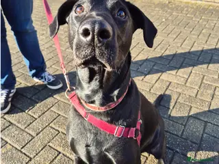 Mixed Breed dogs Nibby has energy with a soft, goofy side - Advert 3