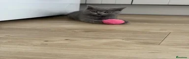 British Shorthair girl 