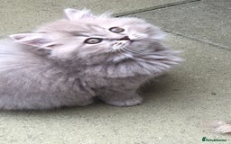 British Longhair cats for sale: 3 X BLH Haired kittens, READY NOW - Image 6