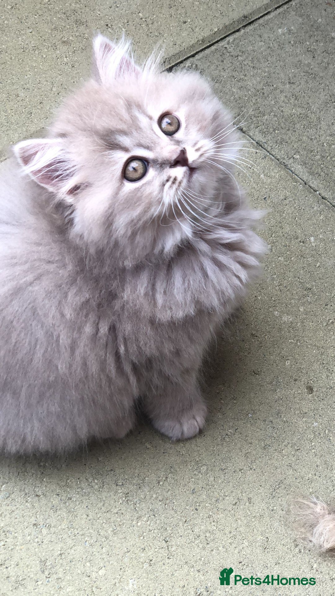 British Longhair cats for sale: 3 X BLH Haired kittens, READY NOW - Image 6