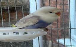 Lovebirds birds for sale: Lovebirds for sale  - Advert 3