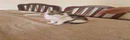 Mixed Breed cats for sale: Kitten for sale  in South Croydon - Advert 12