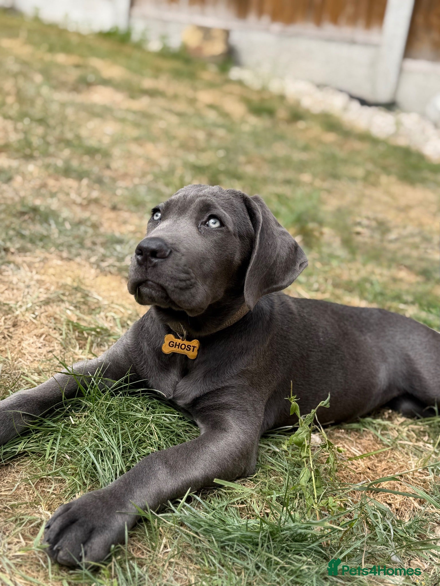 Cane Corso dogs Beautiful male 12 week old Cane Corso - Advert 1