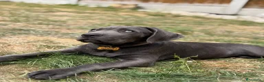 Cane Corso GHOST