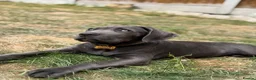 Cane Corso dogs for sale: Beautiful male 12 week old Cane Corso - Advert 1