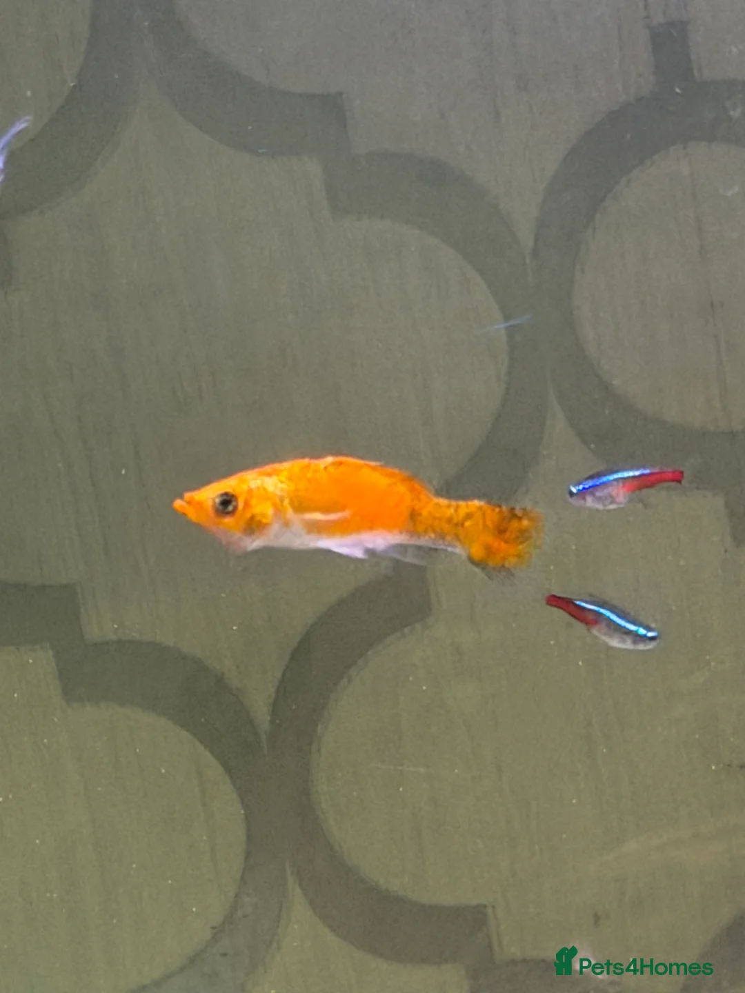 Budgerigars birds for sale: Budgies with cage toys and food also fish tank  - Advert 4