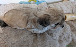 Mixed Breed dogs for sale: Lhasa Apso puppies in Kent - Image 16