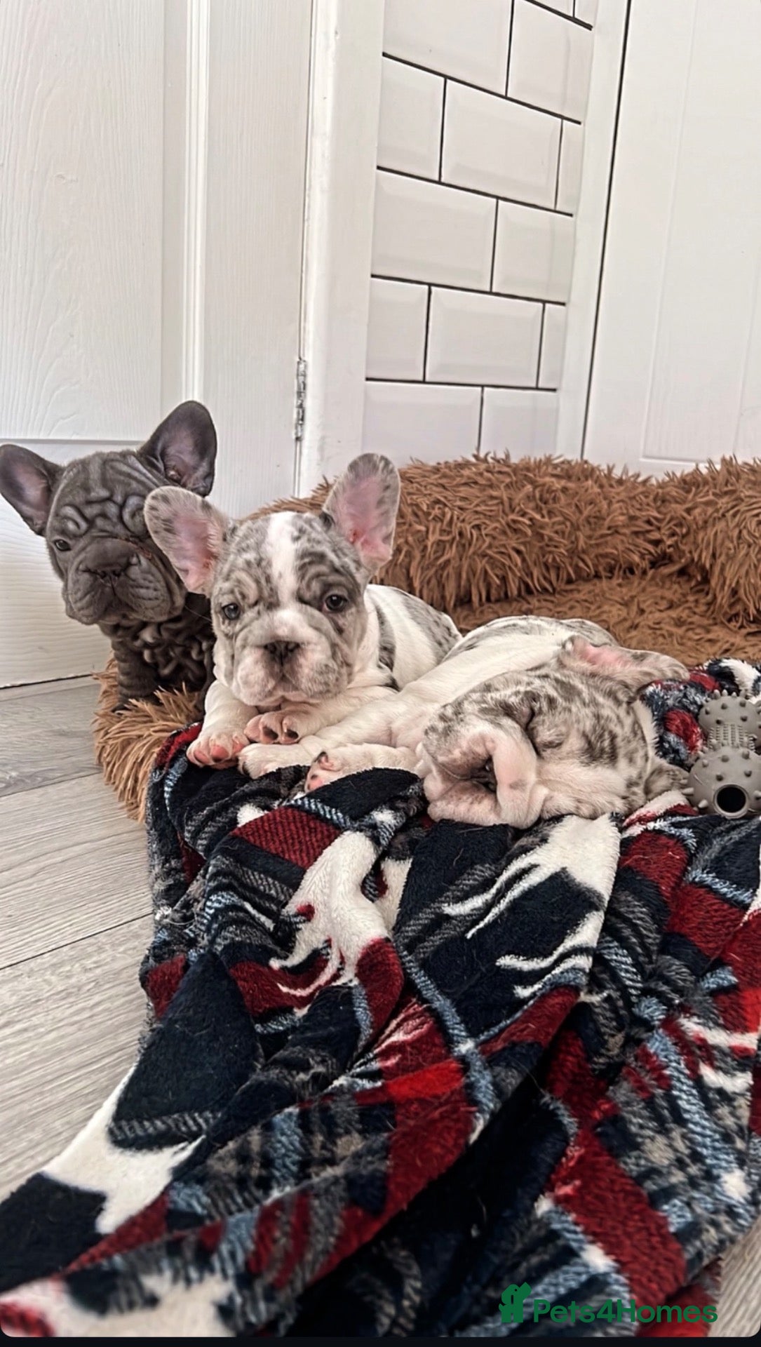 French Bulldog dogs Beautiful French Bulldog Puppies - Advert 14