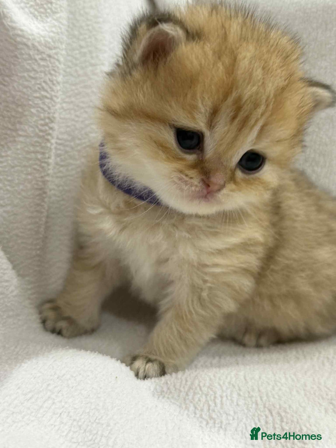 British Longhair cats for sale: ⭐️STUNNING GOLDEN BRITISH LONGHAIR TICA KITTENS⭐️ - Advert 20