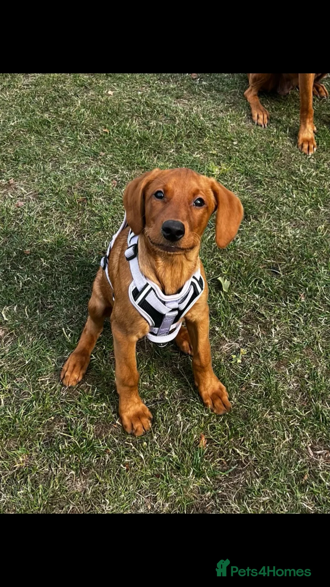 Labrador Retriever dogs for sale: Beautiful Fox Red Labrador  in Cheltenham - Advert 4