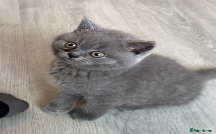 British Shorthair cats in Manchester - Advert 1