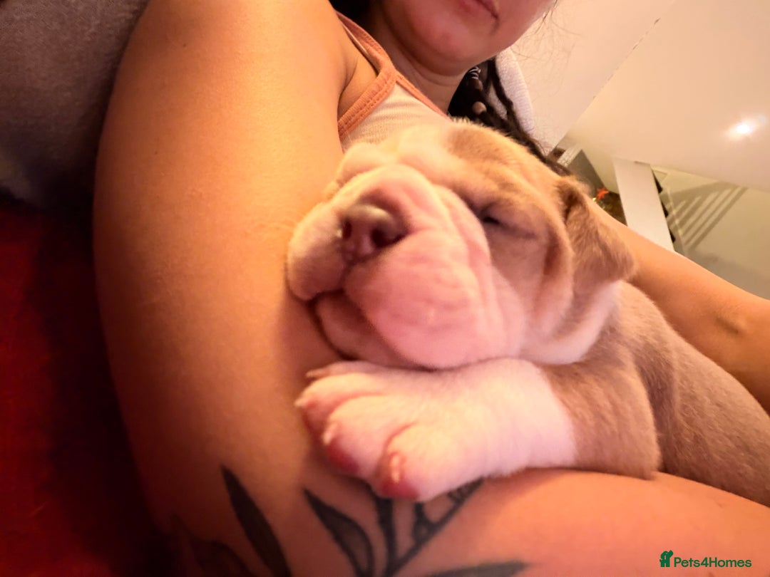 Olde English Bulldogge dogs for sale: Olde English Bulldog Puppies - Family Raised  - Advert 4