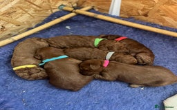 Cockapoo dogs for sale: Gorgeous F1b fox red cockapoo puppies  - Image 24