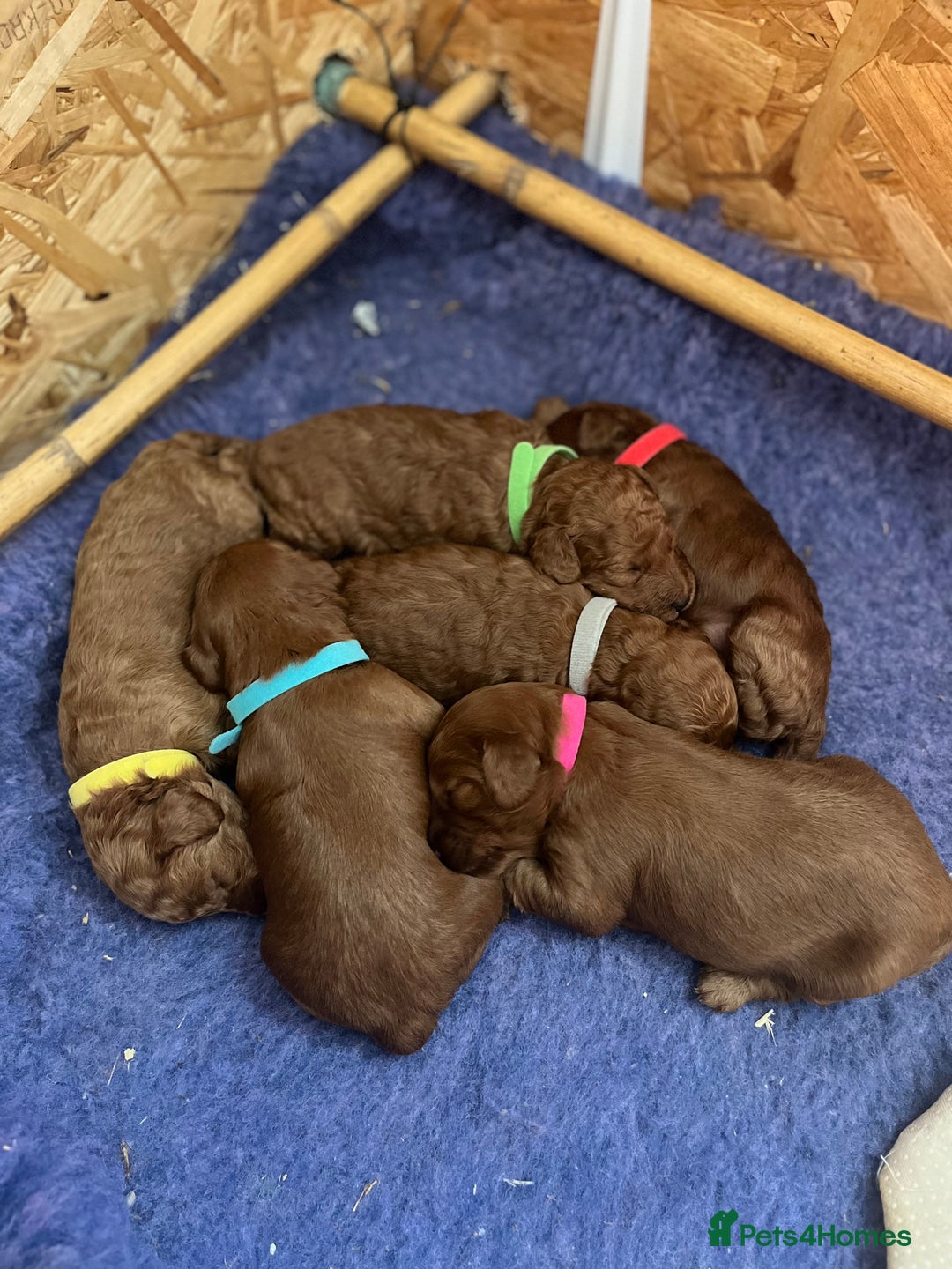 Cockapoo dogs for sale: Gorgeous F1b fox red cockapoo puppies  - Image 24