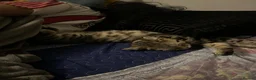 British Shorthair cats for sale: BSH Kitten | Tabby Pattern - Advert 1