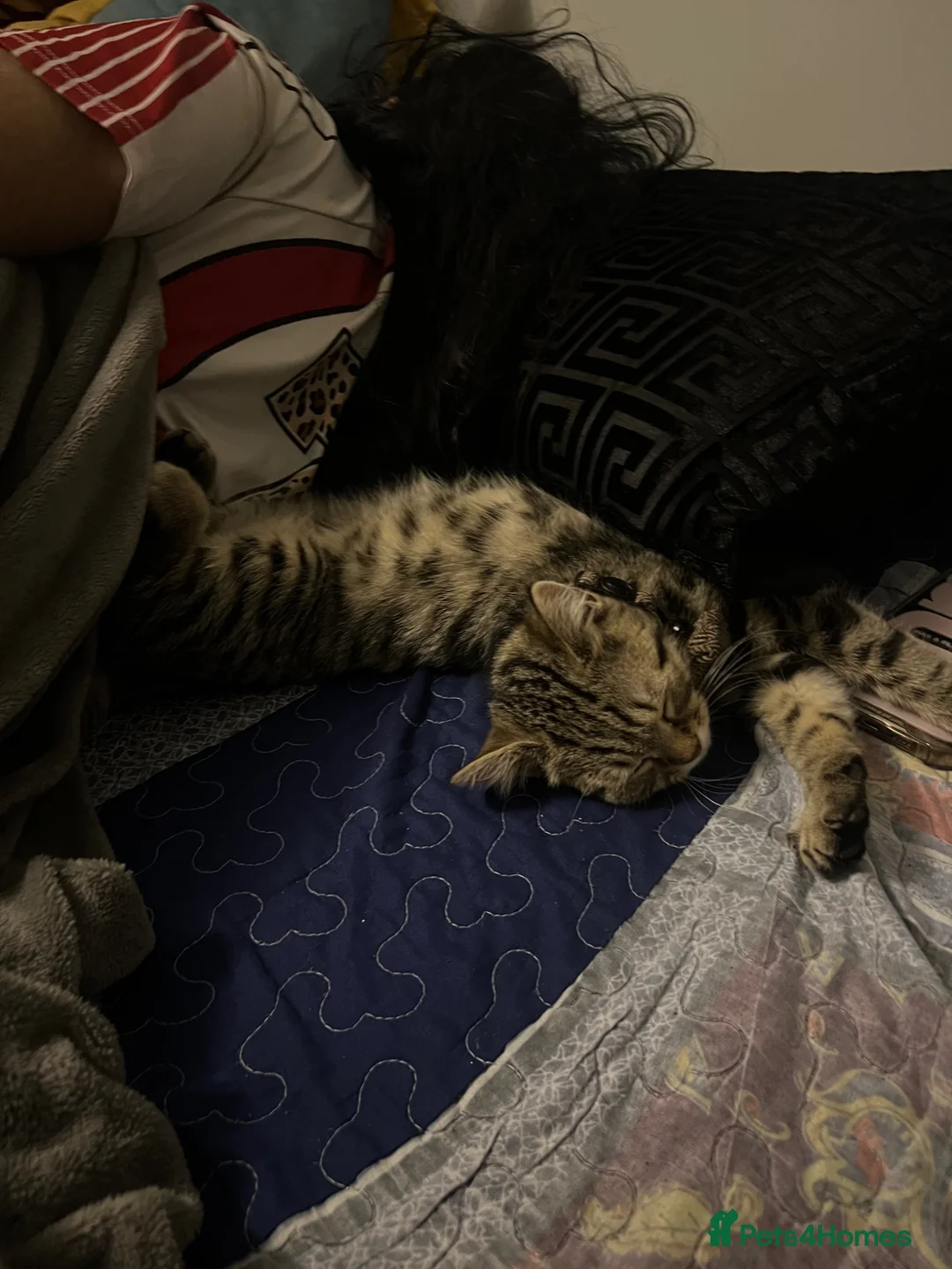 British Shorthair cats for sale: BSH Kitten | Tabby Pattern - Advert 1