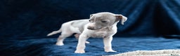 Italian Greyhound dogs for sale: READY TO GO IN 5 DAYS  - Advert 26
