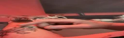 Sugar Glider rodents for sale: White face blonde Sugar gliders Male and female  - Advert 6