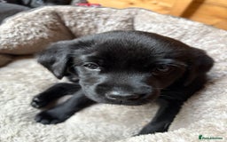 Labrador Retriever dogs for sale: Stunning Labrador KC Registered Puppies - Image 15