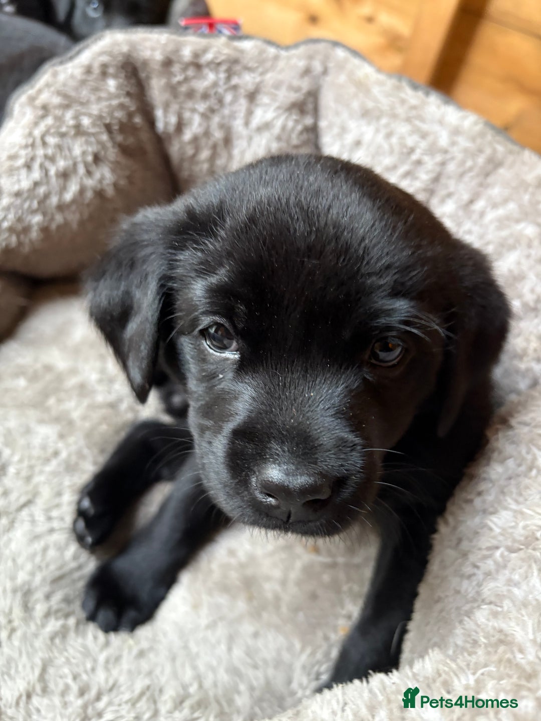 Labrador Retriever dogs for sale: Stunning Labrador KC Registered Puppies - Image 15