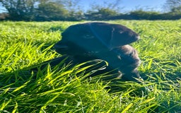 Labrador Retriever dogs for sale: Handsome KC Reg Black Labrador Dog Puppy  - Image 2