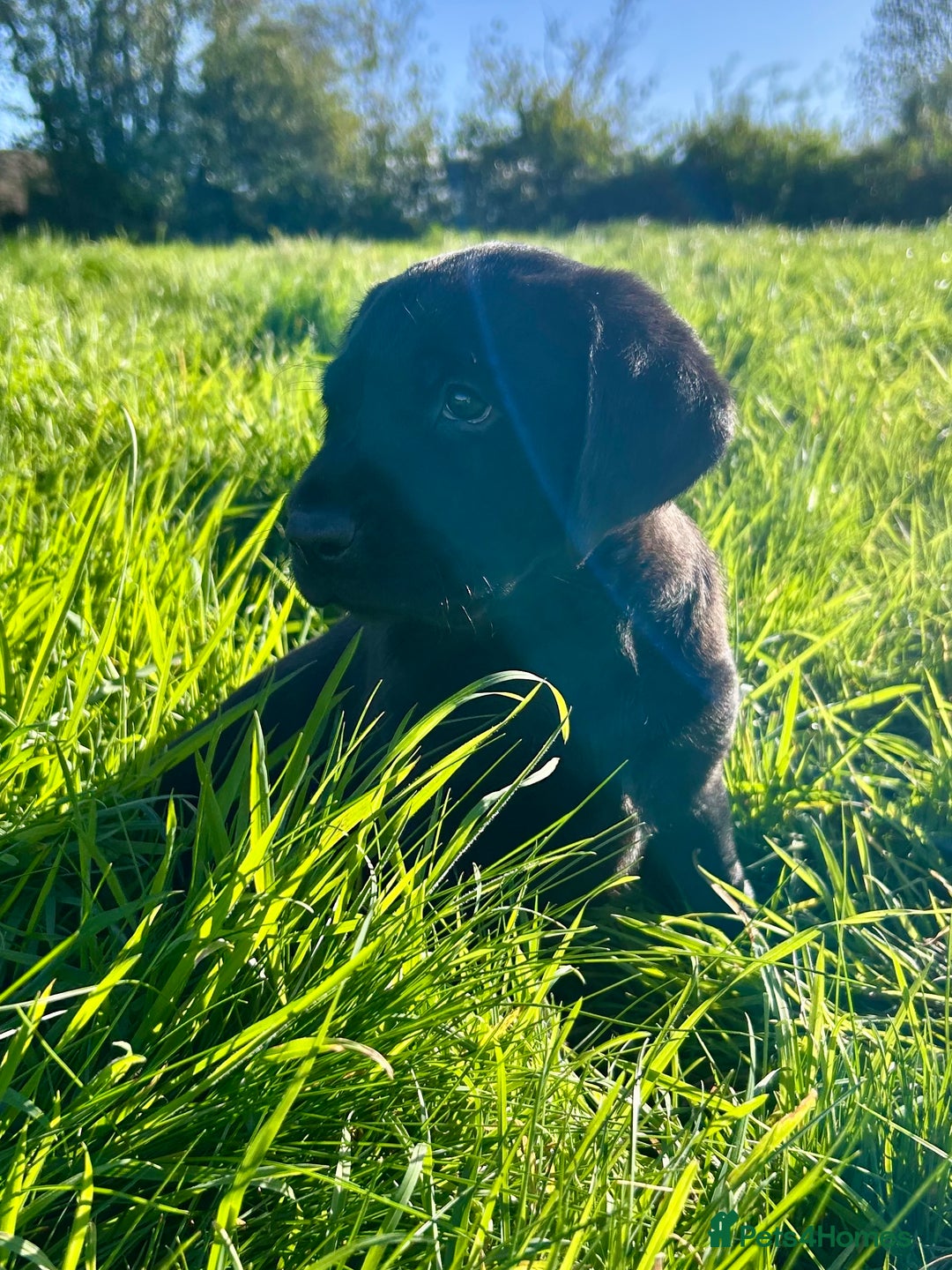 Labrador Retriever dogs for sale: Handsome KC Reg Black Labrador Dog Puppy  - Image 2