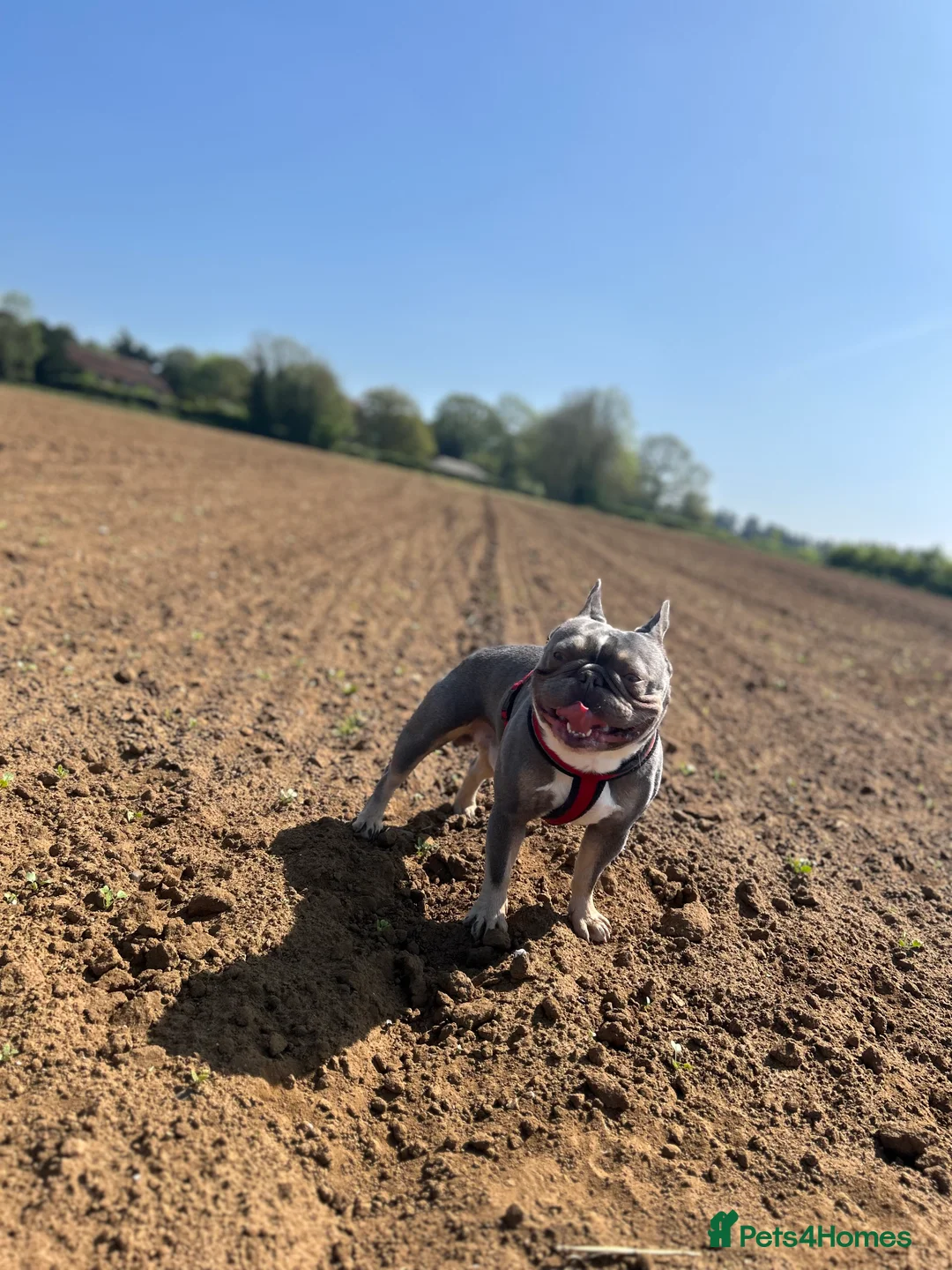 French Bulldog dogs for adoption: Male French bulldog - Advert 3