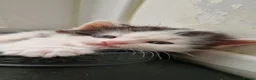 Mixed Breed cats for sale: Fluffy kittens looking for home - Advert 9