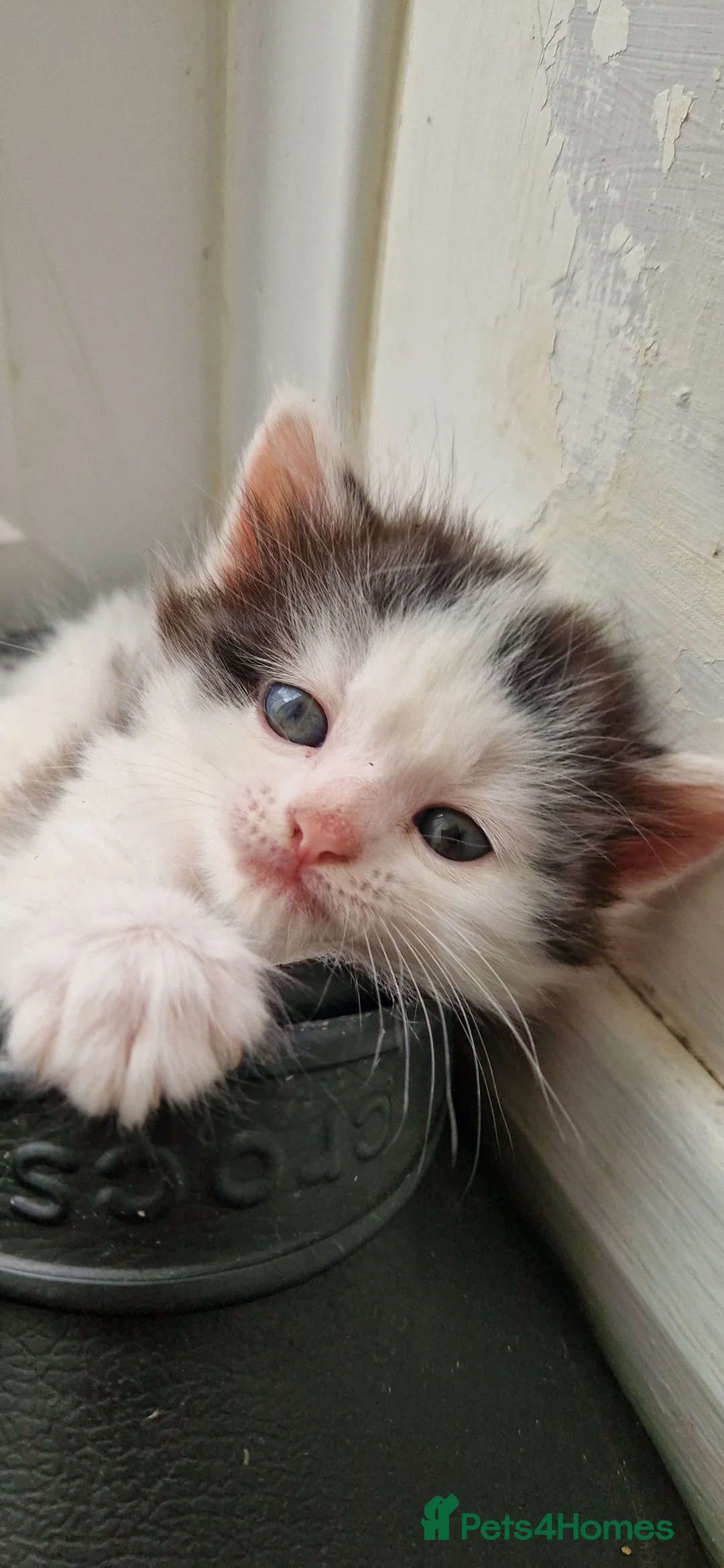 Mixed Breed cats for sale: Fluffy kittens looking for home - Advert 9