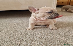 French Bulldog dogs for sale: Rosie litter  - Image 30