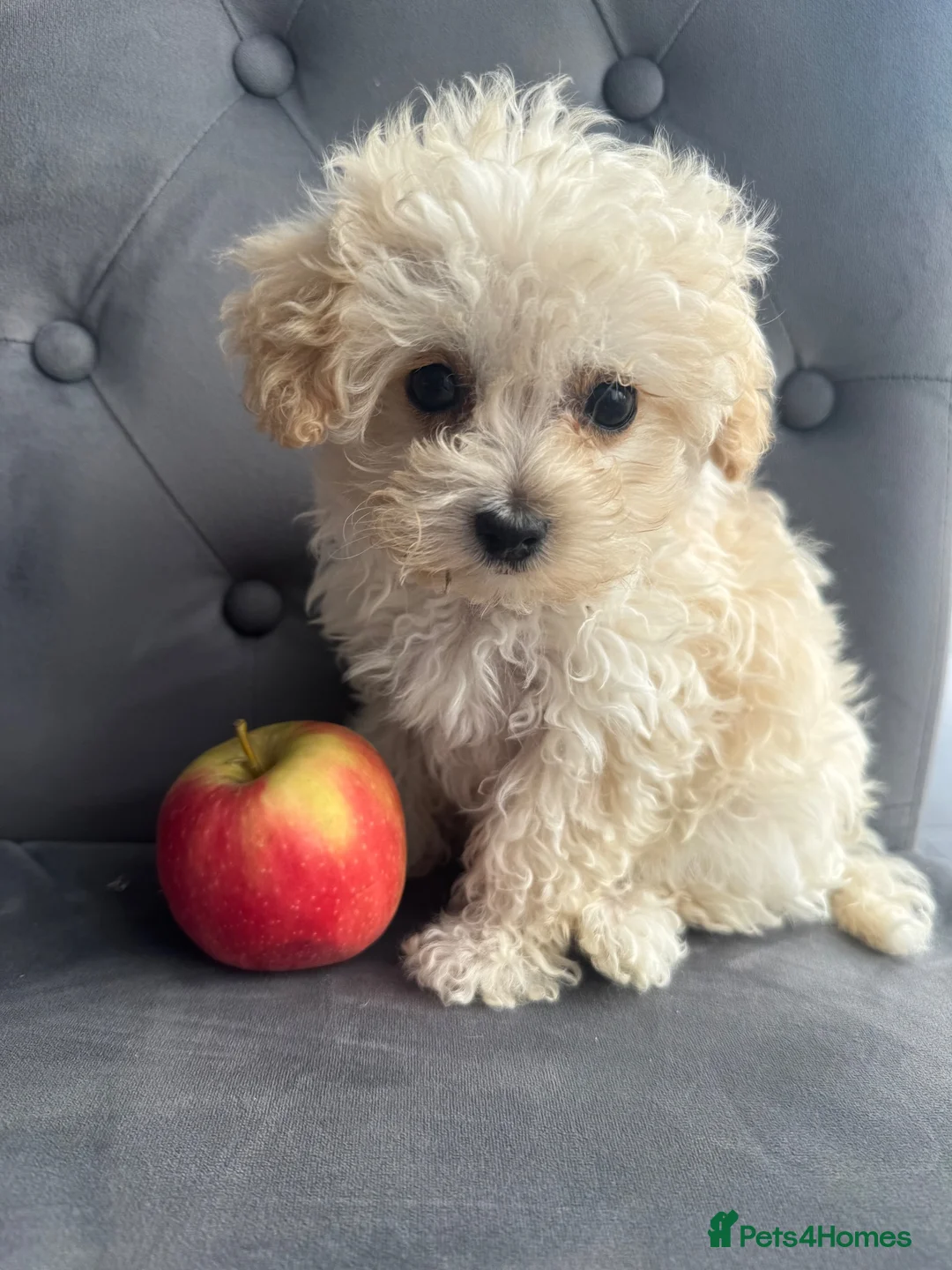 Maltipoo dogs for sale: Last girl available apricot Maltipoo (Asian) small - Advert 15