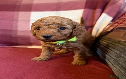 Labradoodle dogs for sale: Adorable Miniature Labradoodle F1bb Puppies🤩 - Image 8