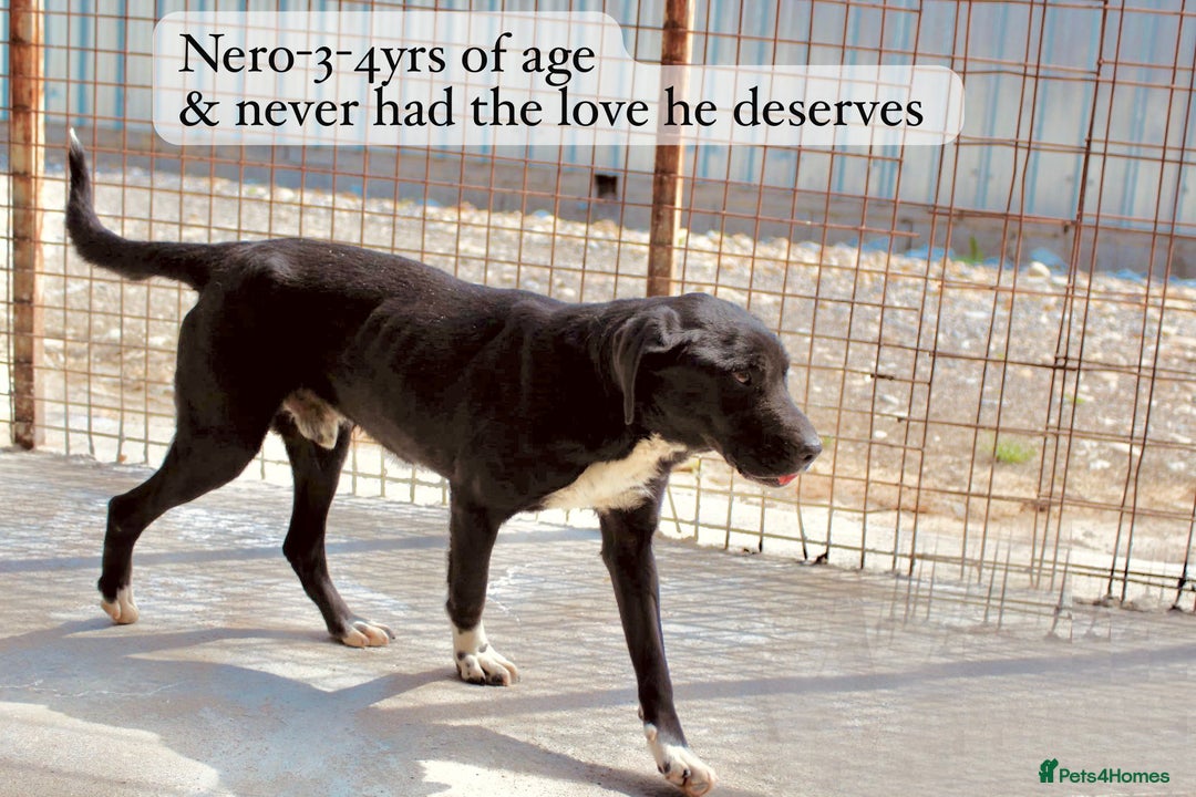 Mixed Breed dogs for adoption:  Nero, 3-4 yrs old. Available for adoption. - Image 2