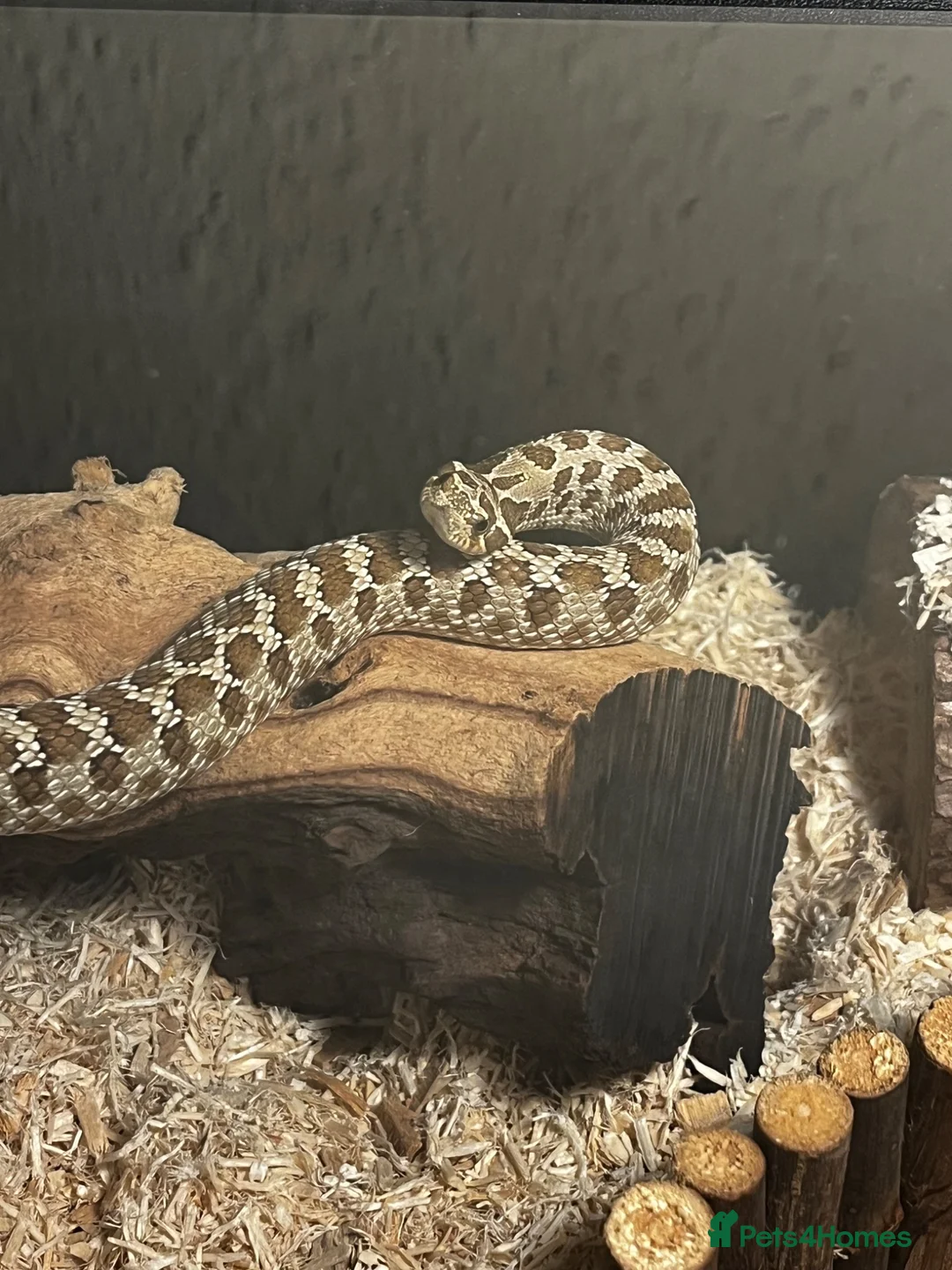 Snake reptiles for sale: CB23 Western Hognose (Male) - Advert 1